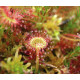 Drosera plante carnivore