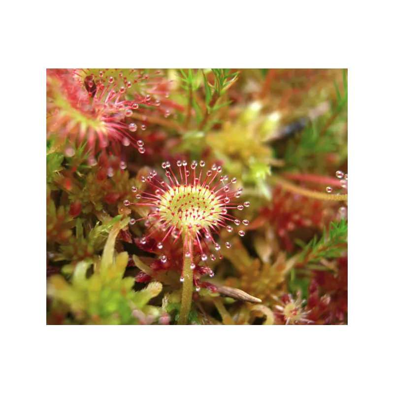 Drosera plante carnivore