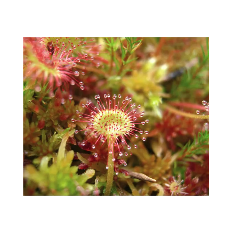Drosera plante carnivore