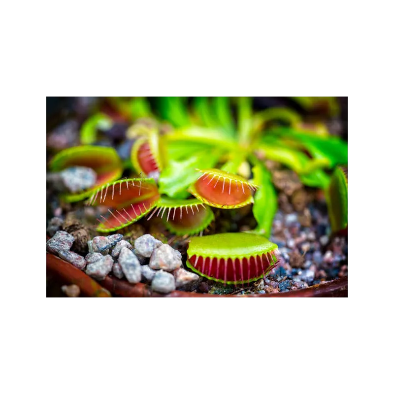 Dionée dionea plante carnivore