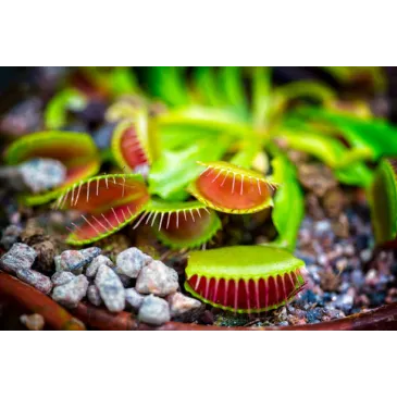 Dionée dionea plante carnivore