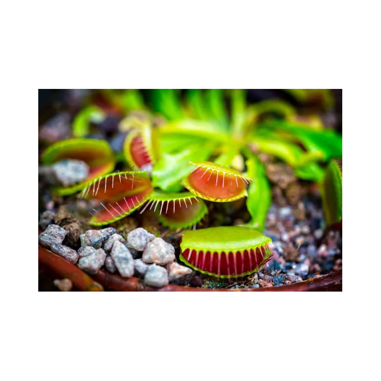 Dionée dionea plante carnivore