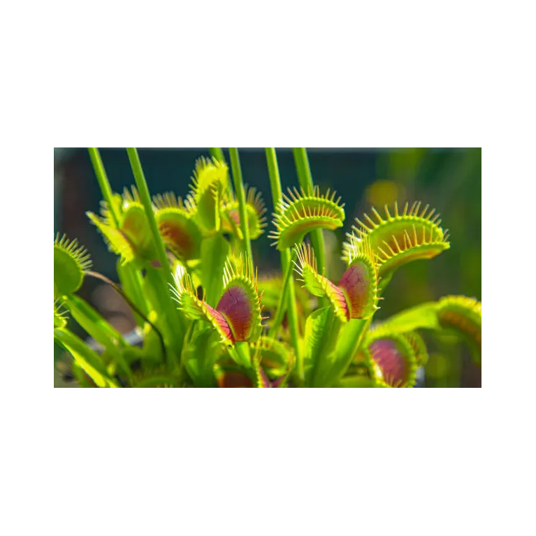 Dionée dionea plante carnivore