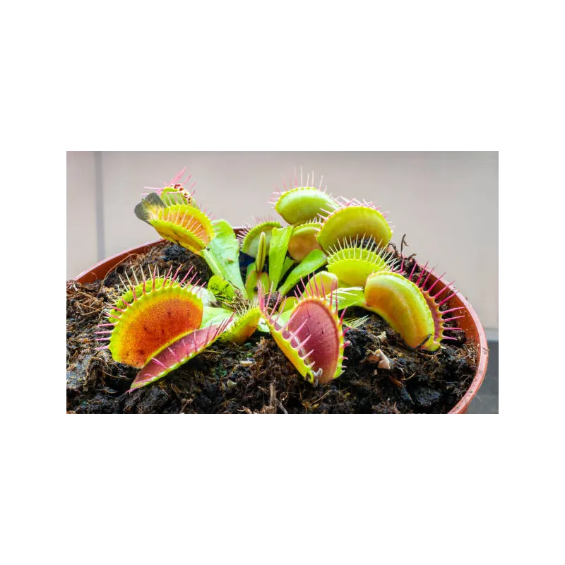 Dionée dionea plante carnivore