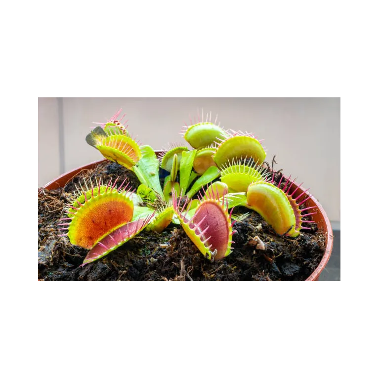 Dionée dionea plante carnivore