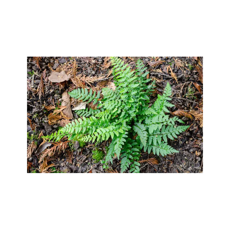 Mini polystichum hybride