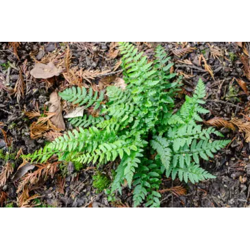 Mini polystichum hybride