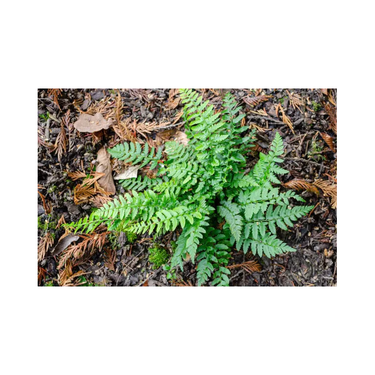 Mini polystichum hybride