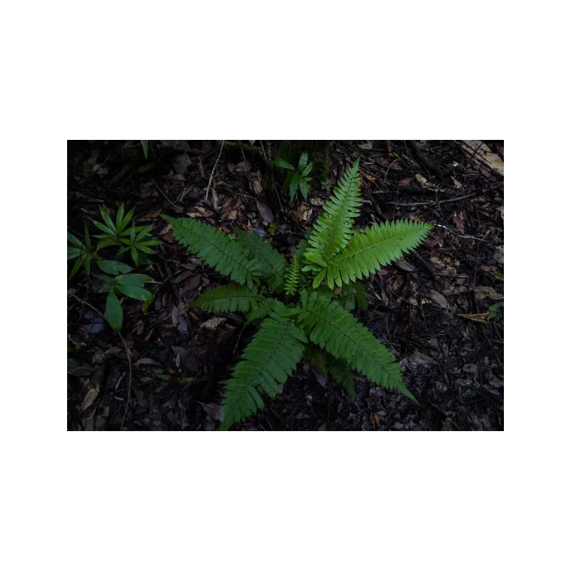 Mini polystichum hybride