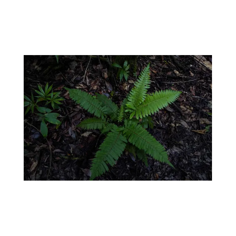 Mini polystichum hybride