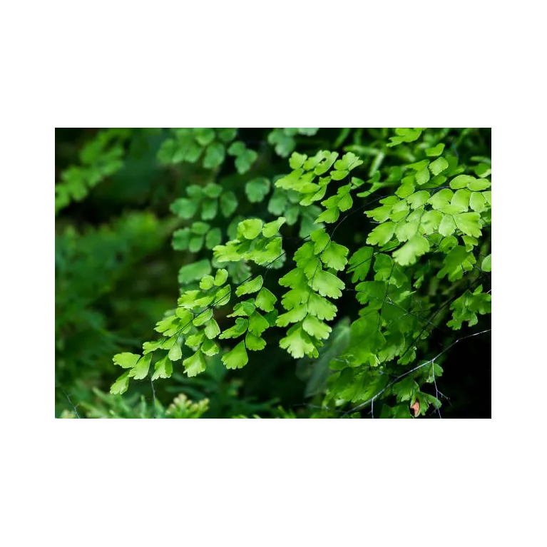 Mini adiantum cuneatum fritz luthi