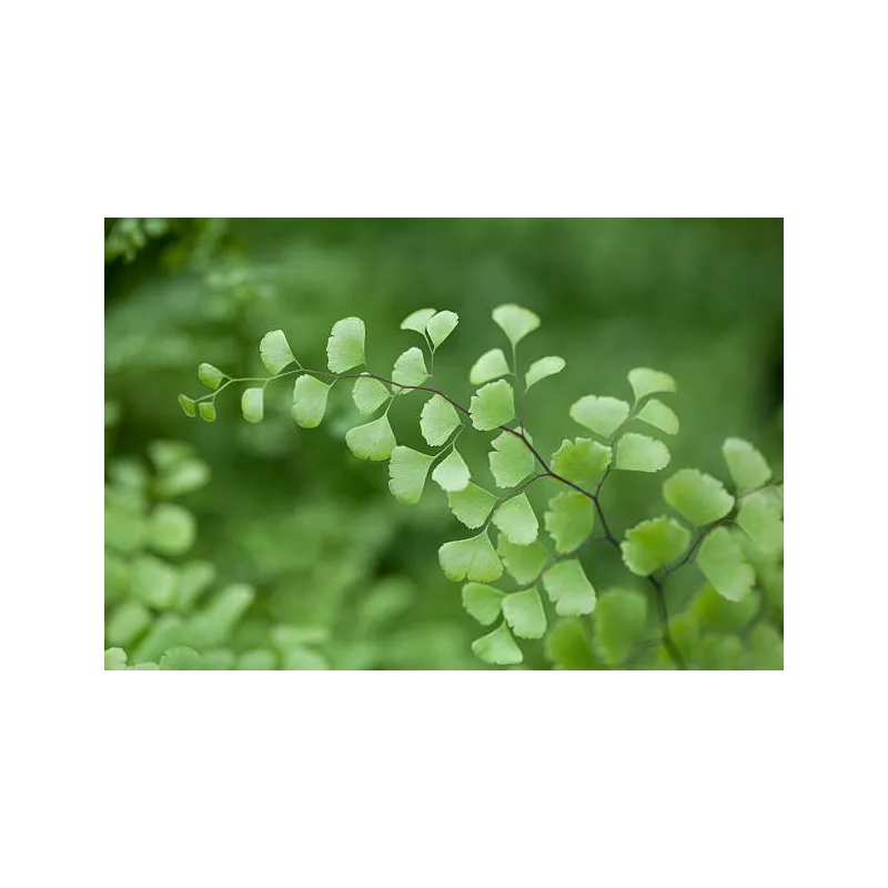 Mini adiantum cuneatum fritz luthi