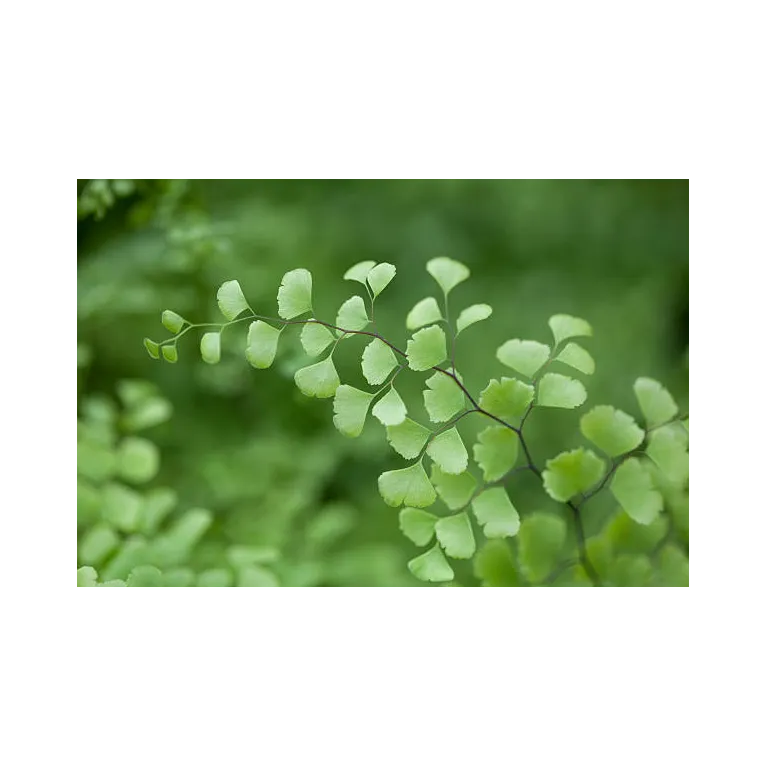 Mini adiantum cuneatum fritz luthi