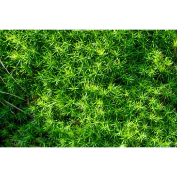 Mini sagina procumbens