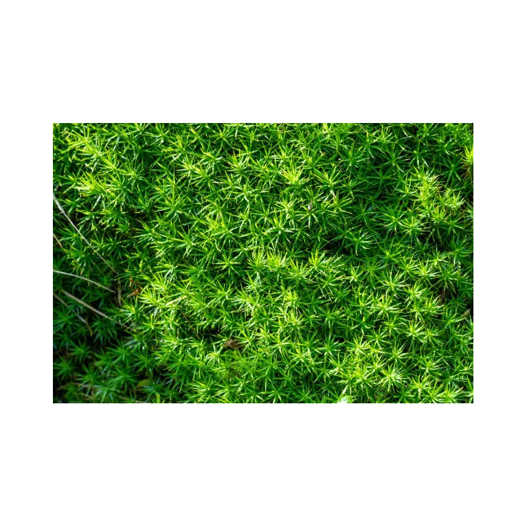 Mini sagina procumbens