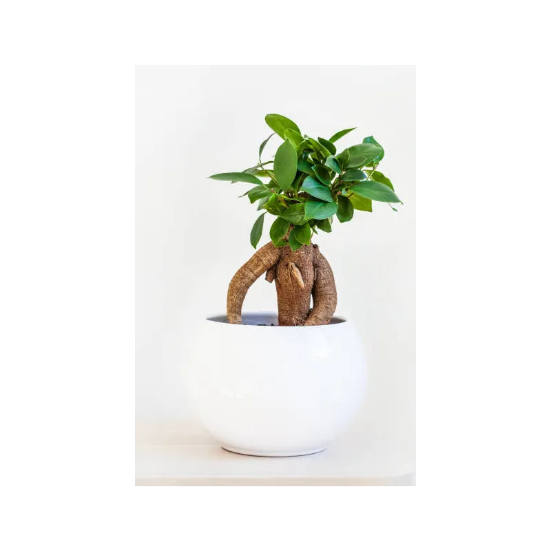 Mini Bonsai ficus microcarpa ginseng