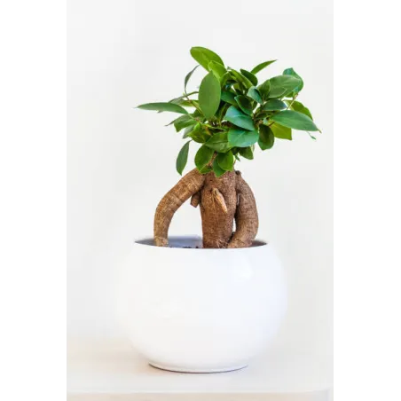 Mini Bonsai ficus microcarpa ginseng