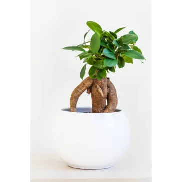 Mini Bonsai ficus microcarpa ginseng