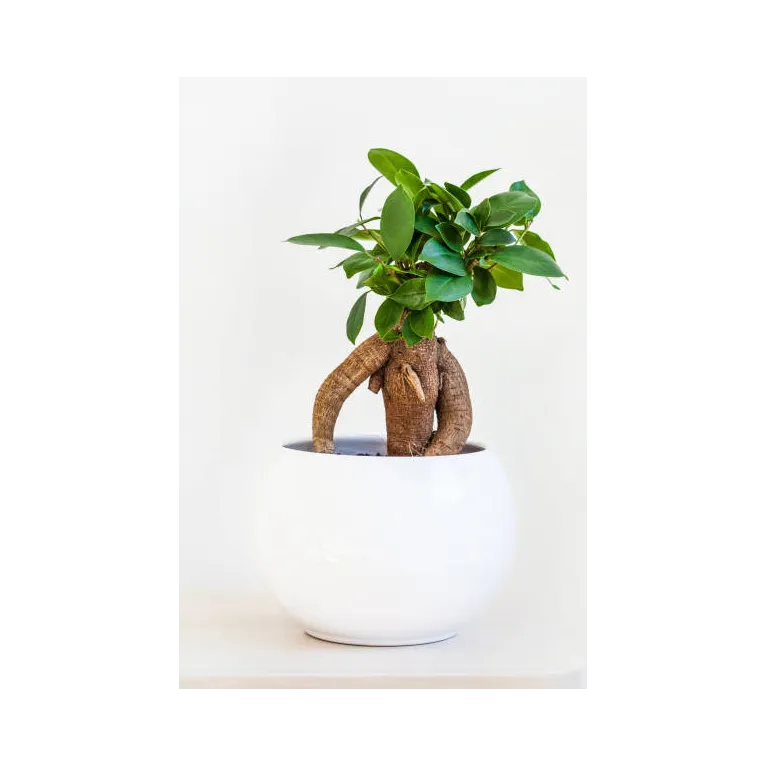 Mini Bonsai ficus microcarpa ginseng