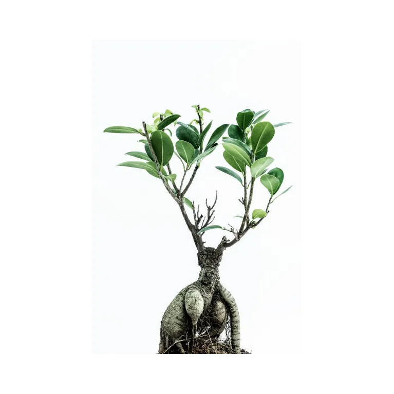 Mini Bonsai ficus microcarpa ginseng