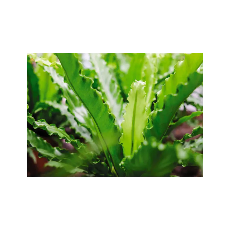 Mini asplenium nidus crispy waves fougere