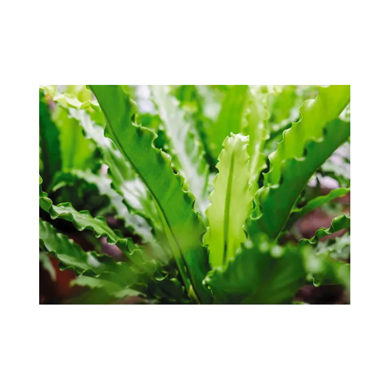 Mini asplenium nidus crispy waves fougere