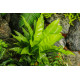 Mini asplenium nidus crispy waves fougere