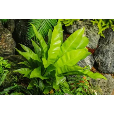 Mini asplenium nidus crispy waves fougere