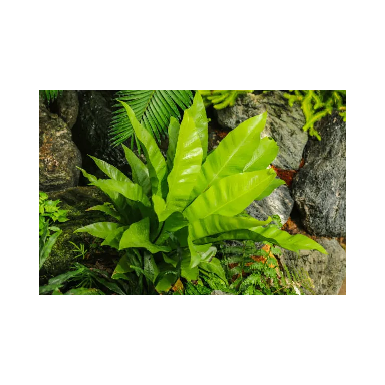 Mini asplenium nidus crispy waves fougere