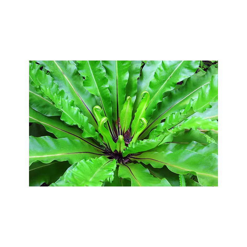 Mini asplenium nidus crispy waves fougere