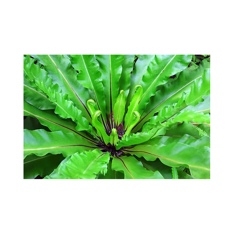 Mini asplenium nidus crispy waves fougere