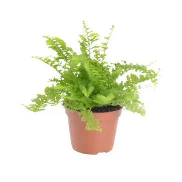 Mini nephrolepis exaltata fluffy ruffle