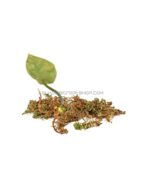 Sphaigne vivante - sphagnum cristatum mousse 1L