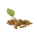 Sphaigne vivante - sphagnum cristatum mousse 1L
