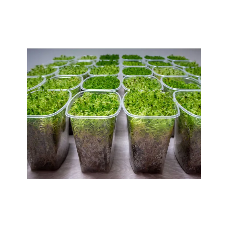 Spaigne vivante - sphagnum cristatum mousse 1L