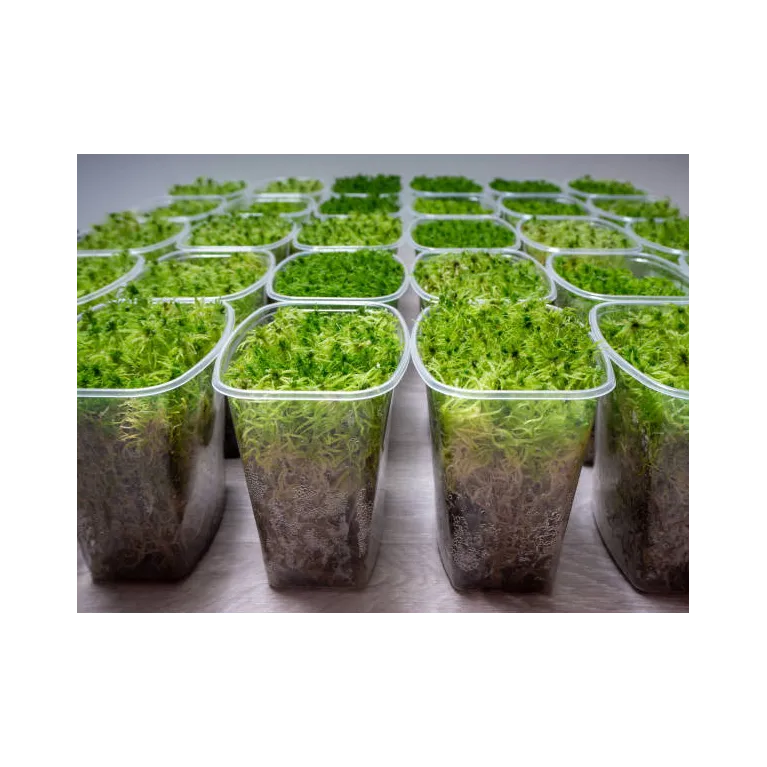 Spaigne vivante - sphagnum cristatum mousse 1L