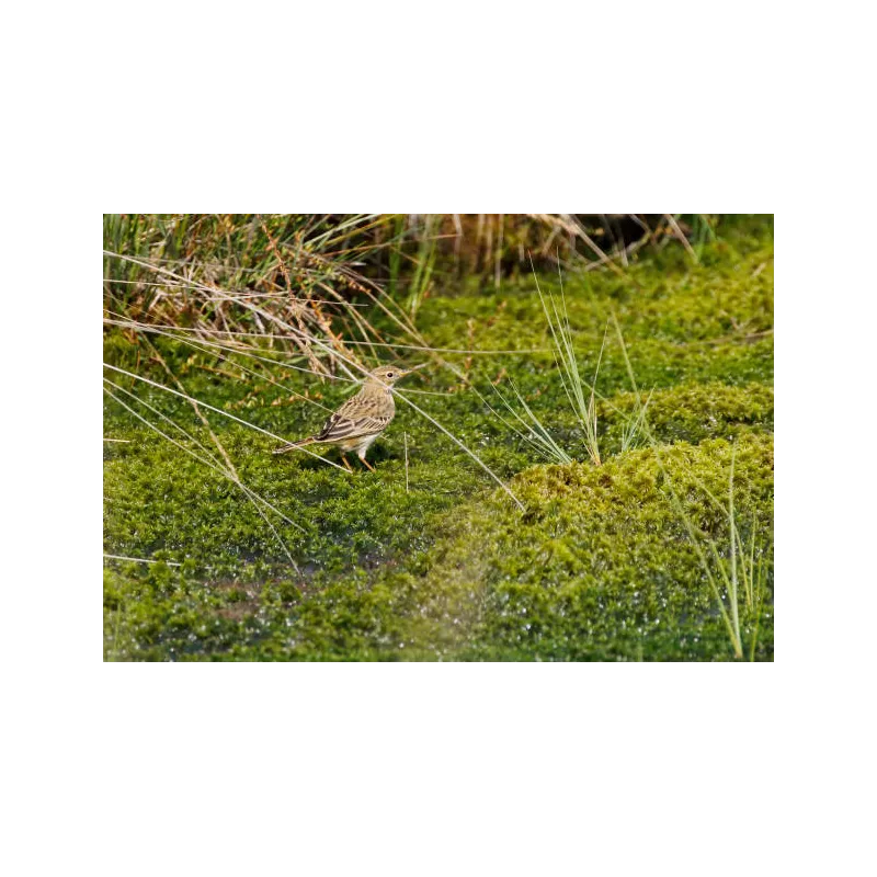 Spaigne vivante - sphagnum cristatum mousse 1L