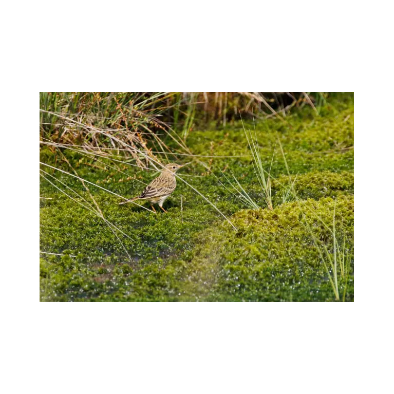 Spaigne vivante - sphagnum cristatum mousse 1L