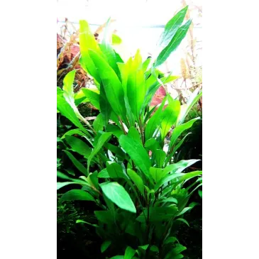 Hygrophila 'Siamensis 53B'