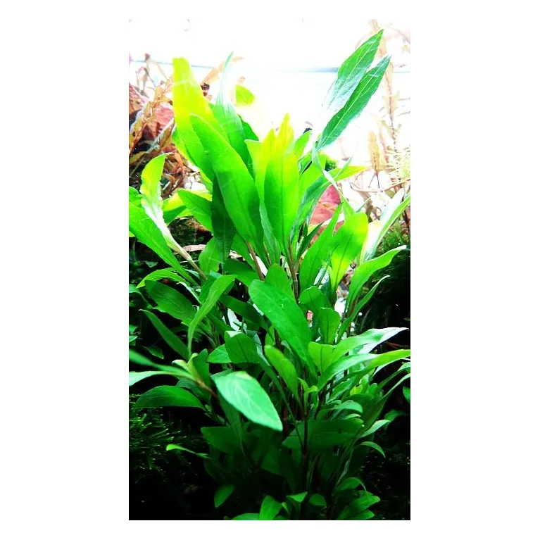 Hygrophila 'Siamensis 53B'