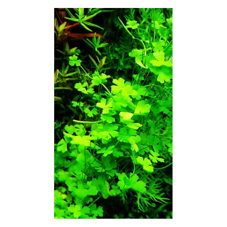 Hydrocotyle tripartita