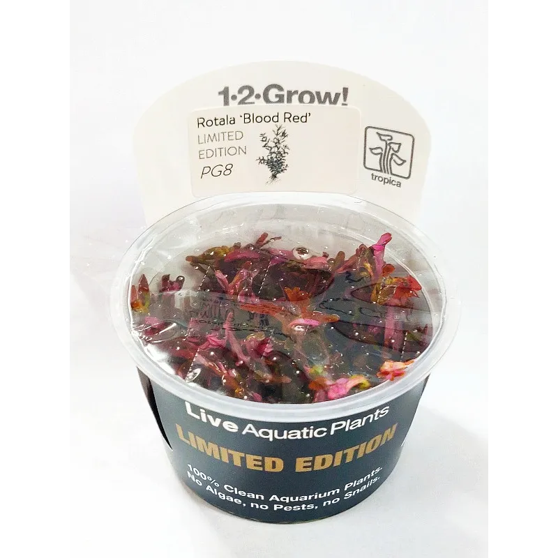 Rotala blood red in vitro