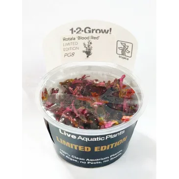 Rotala blood red in vitro