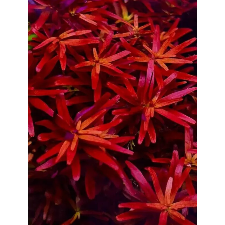 Rotala blood red in vitro