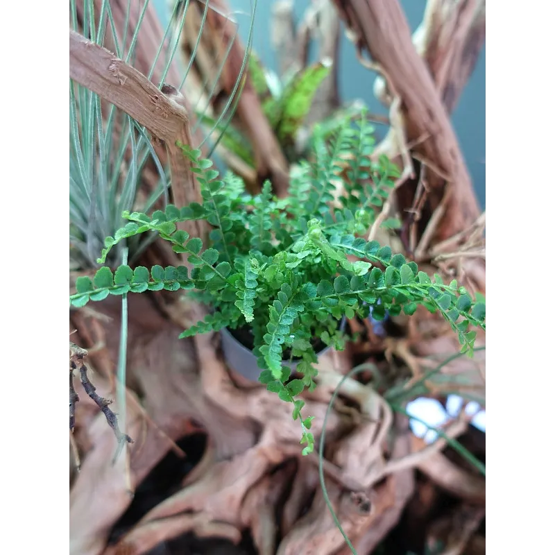 Mini nephrolepis exaltata duffy