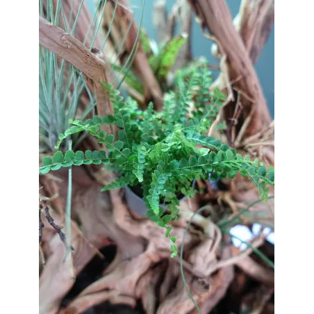 Mini nephrolepis exaltata duffy