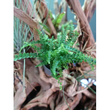 Mini nephrolepis exaltata duffy