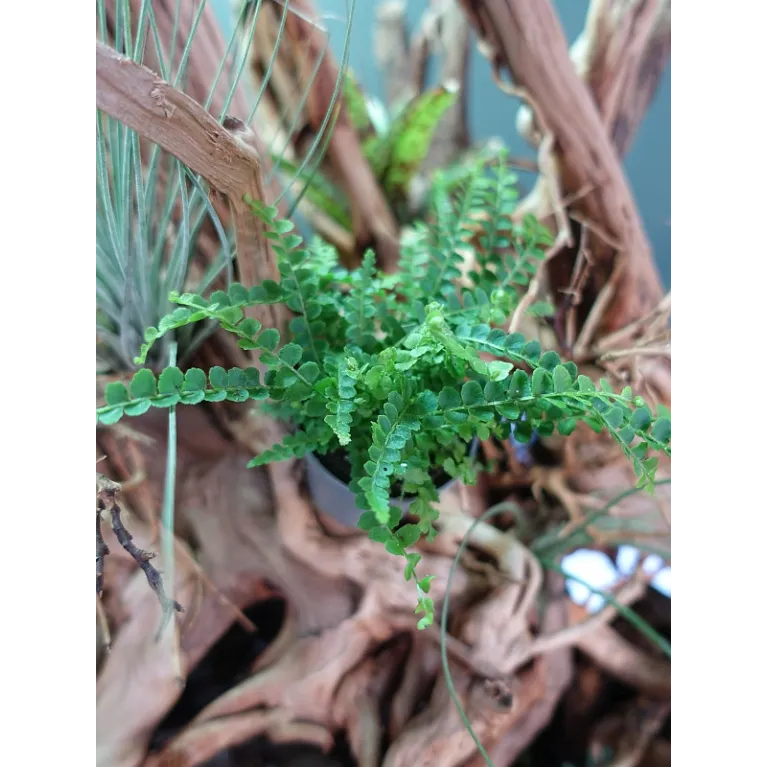 Mini nephrolepis exaltata duffy