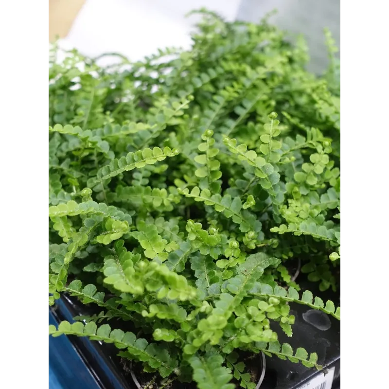 Mini nephrolepis exaltata duffy