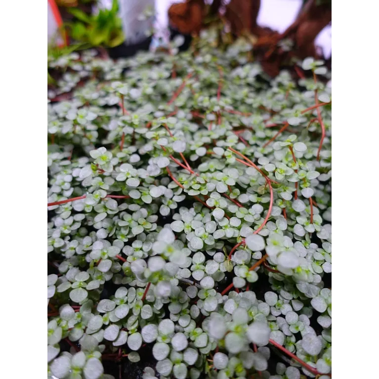 Mini pilea nummulariifolia Glauca Greyzy